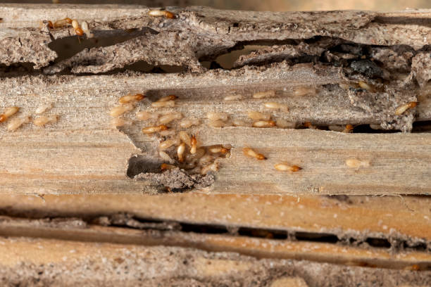 Best Cockroach Control Services  in Charter Oak, CA
